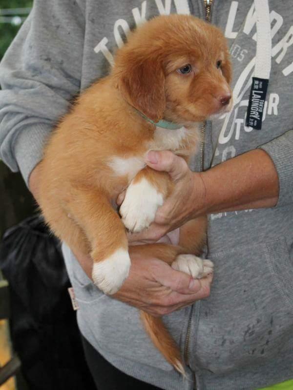 Nova scotia duck tolling retriever Aquafox Sebrings Fangio Chicane"Casey" billede 16