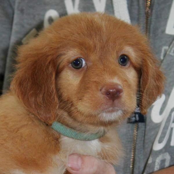 Nova scotia duck tolling retriever Aquafox Sebrings Fangio Chicane"Casey" billede 17