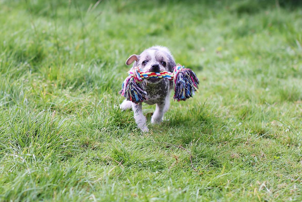 Blanding af racer Luna My billede 15