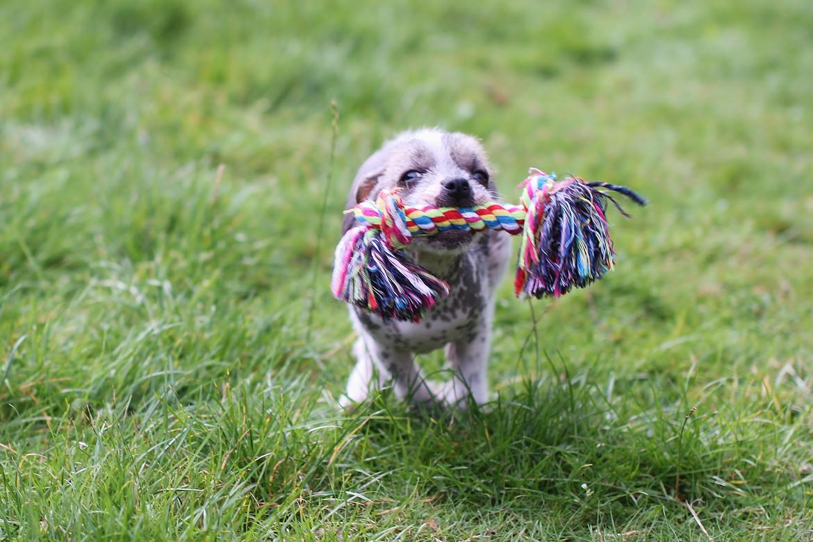 Blanding af racer Luna My billede 16