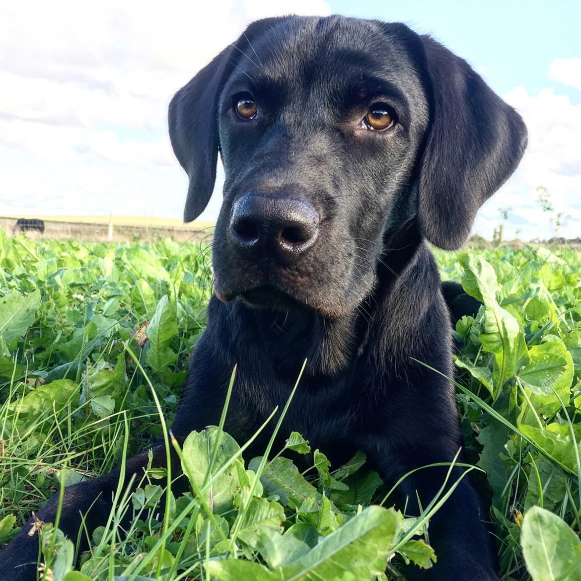 Labrador retriever Freddy billede 2