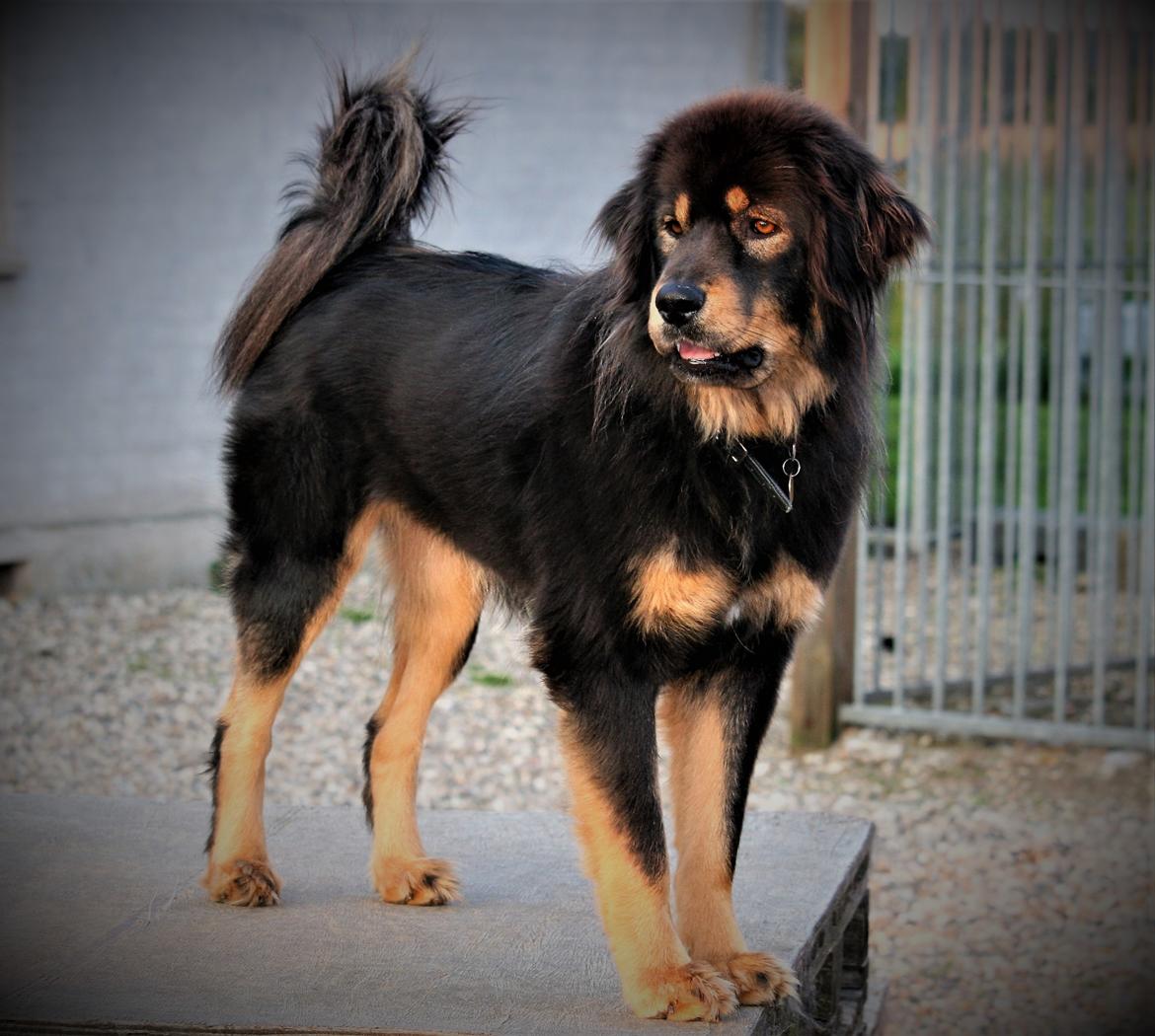 Tibetansk mastiff Dharma - Ca. 2 år billede 8