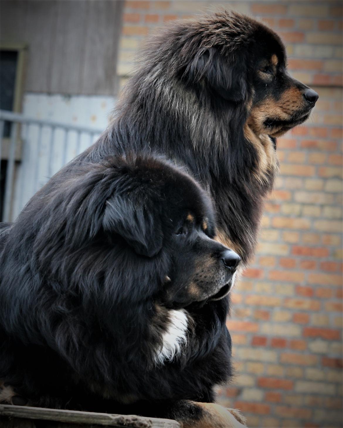 Tibetansk mastiff Dharma - Med storebror Ozzy som er Dharmas helt store idol - man er stolt! billede 6