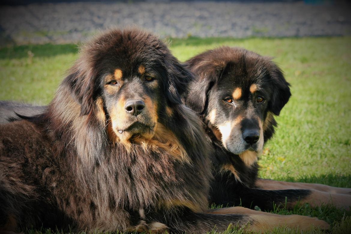 Tibetansk mastiff Dharma - Dharma og mor, Rami <3 billede 4