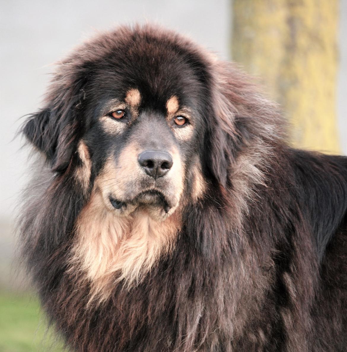 Tibetansk mastiff Dharma - 2 år billede 1