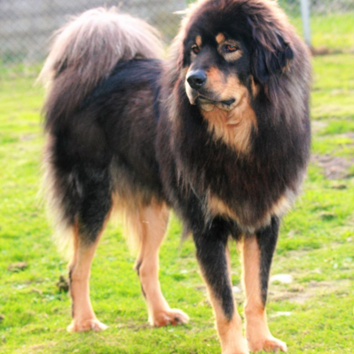 Tibetansk mastiff Dharma - 2 år billede 2