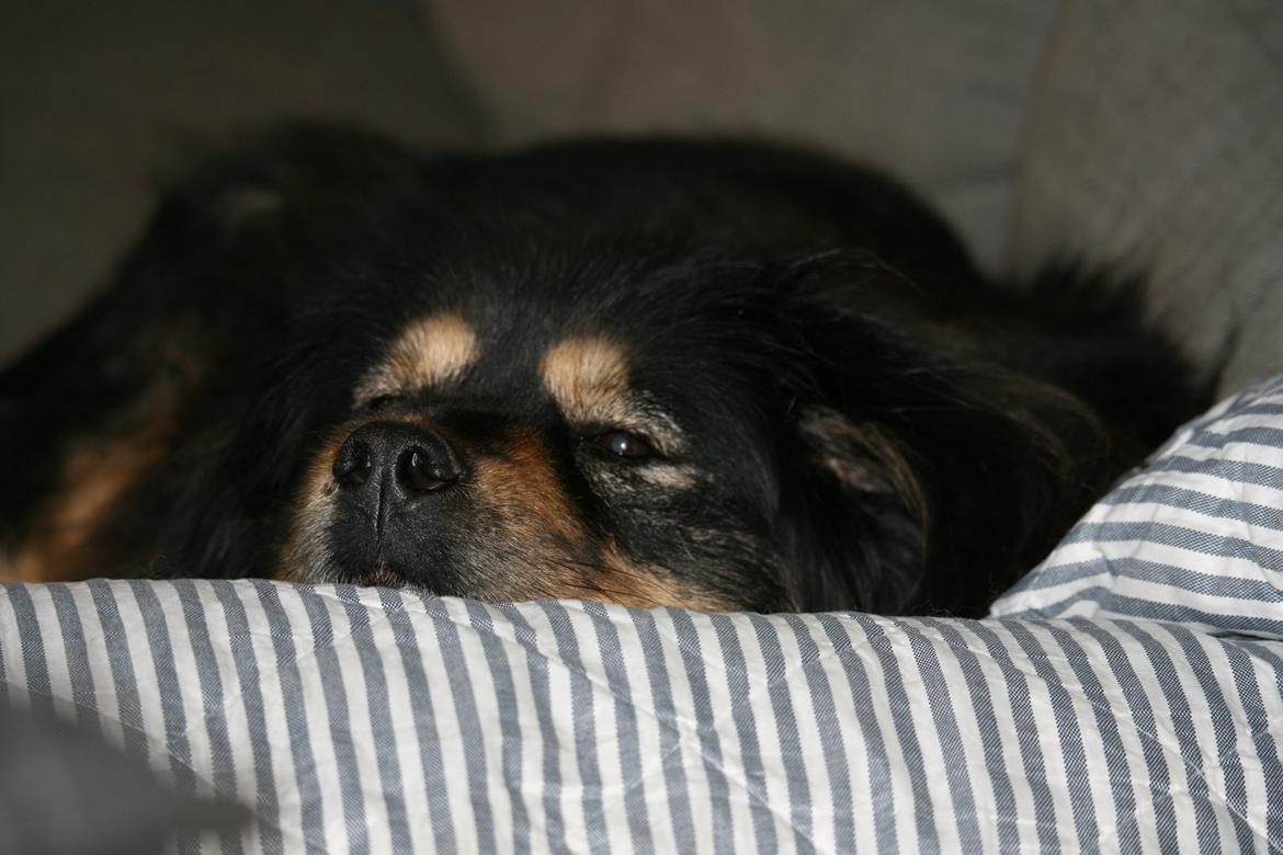 Tibetansk mastiff Himmelhund Tesla billede 3