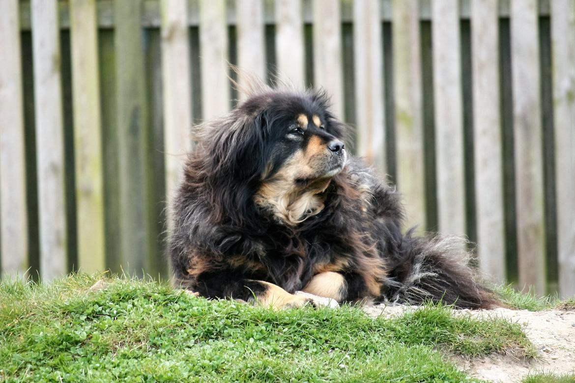 Tibetansk mastiff Himmelhund Tesla billede 1