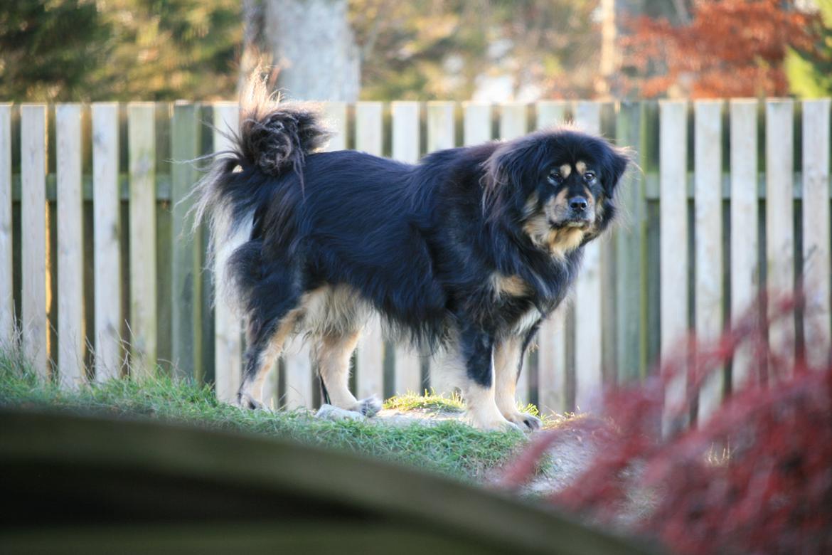 Tibetansk mastiff Himmelhund Tesla billede 2