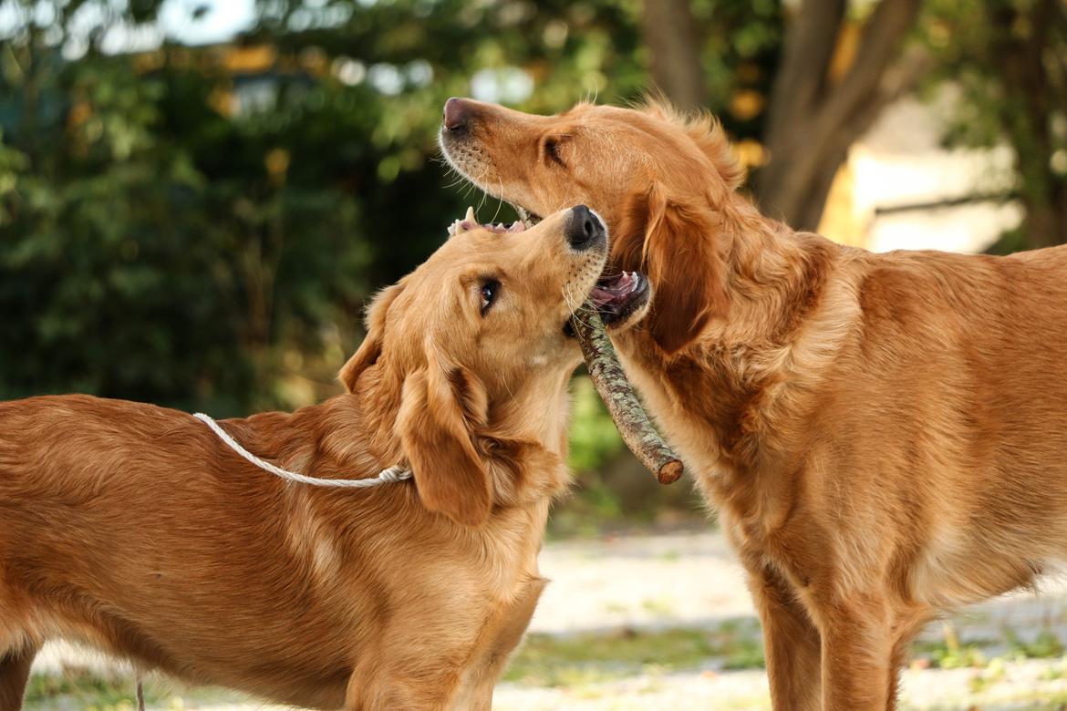 Golden retriever Gia's Golden Chanel - Chanel og Asta billede 27