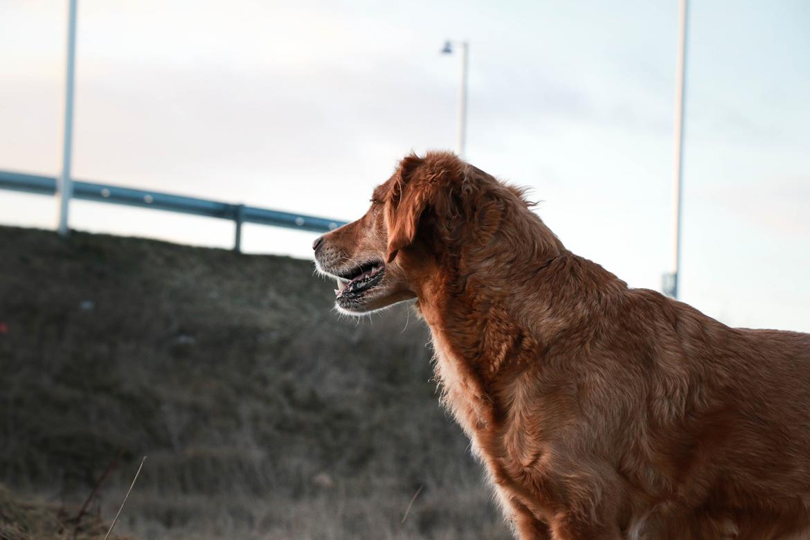 Golden retriever Gia's Golden Chanel billede 4