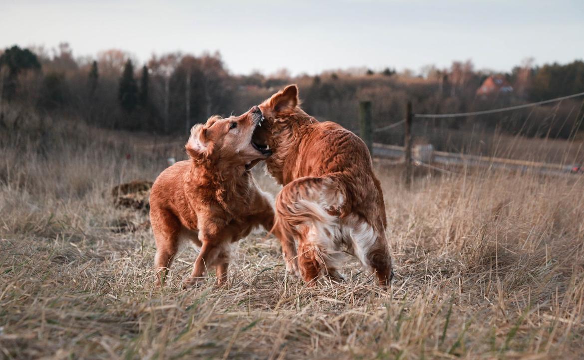 Golden retriever Gia's Golden Chanel - Chanel og hendes datter Asta billede 9