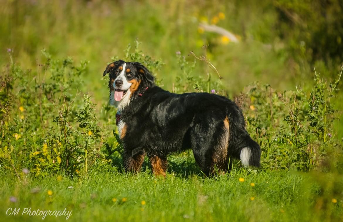 Berner sennenhund Scachris´s Sille "Lippa" billede 40