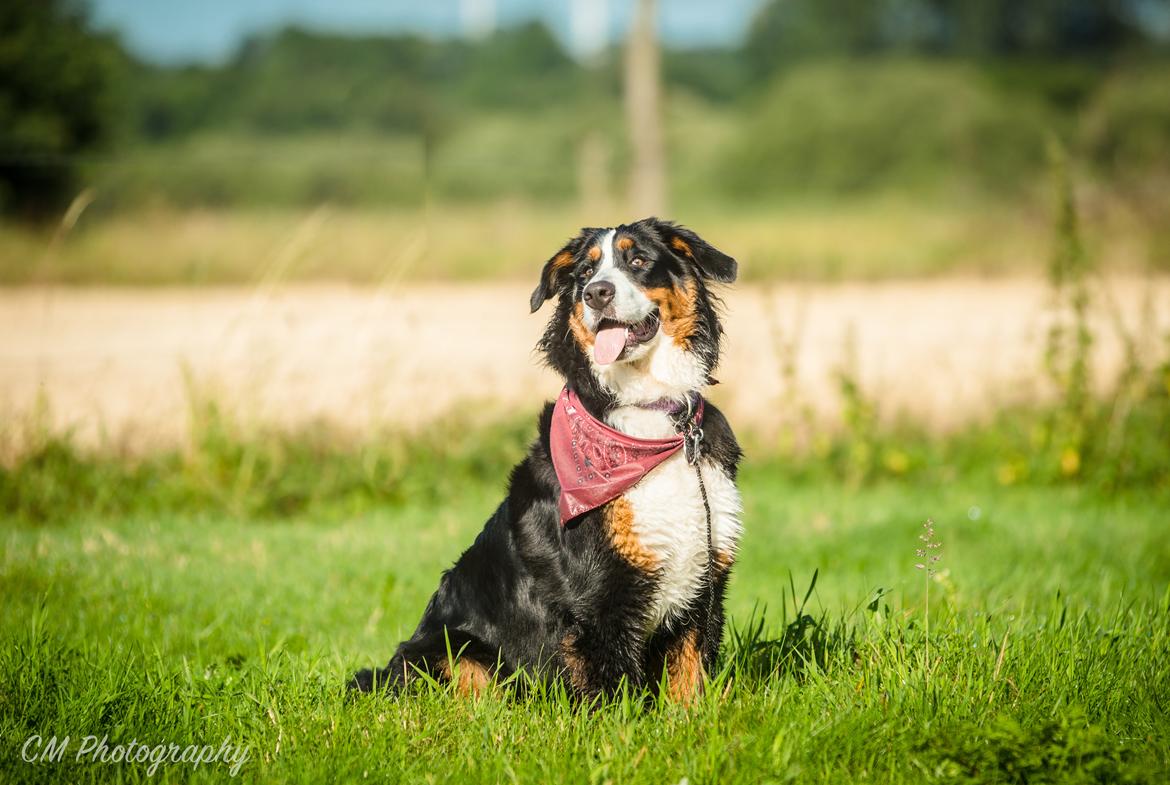 Berner sennenhund Scachris´s Sille "Lippa" billede 44