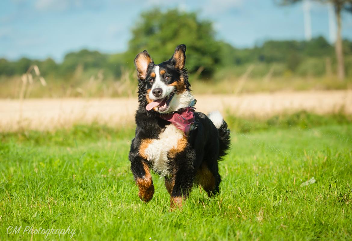Berner sennenhund Scachris´s Sille "Lippa" billede 1