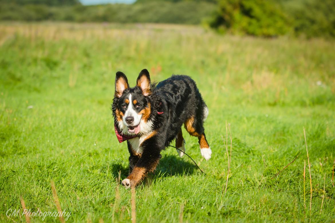 Berner sennenhund Scachris´s Sille "Lippa" billede 42