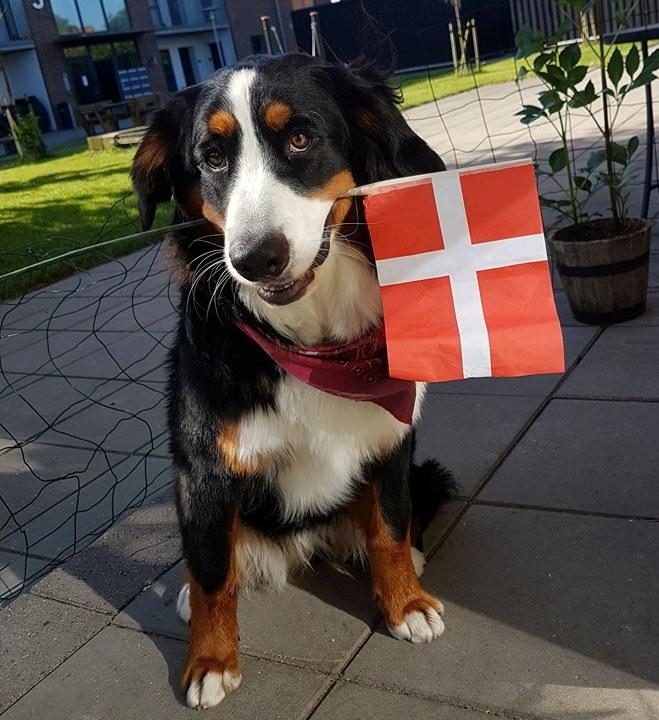 Berner sennenhund Scachris´s Sille "Lippa" billede 46