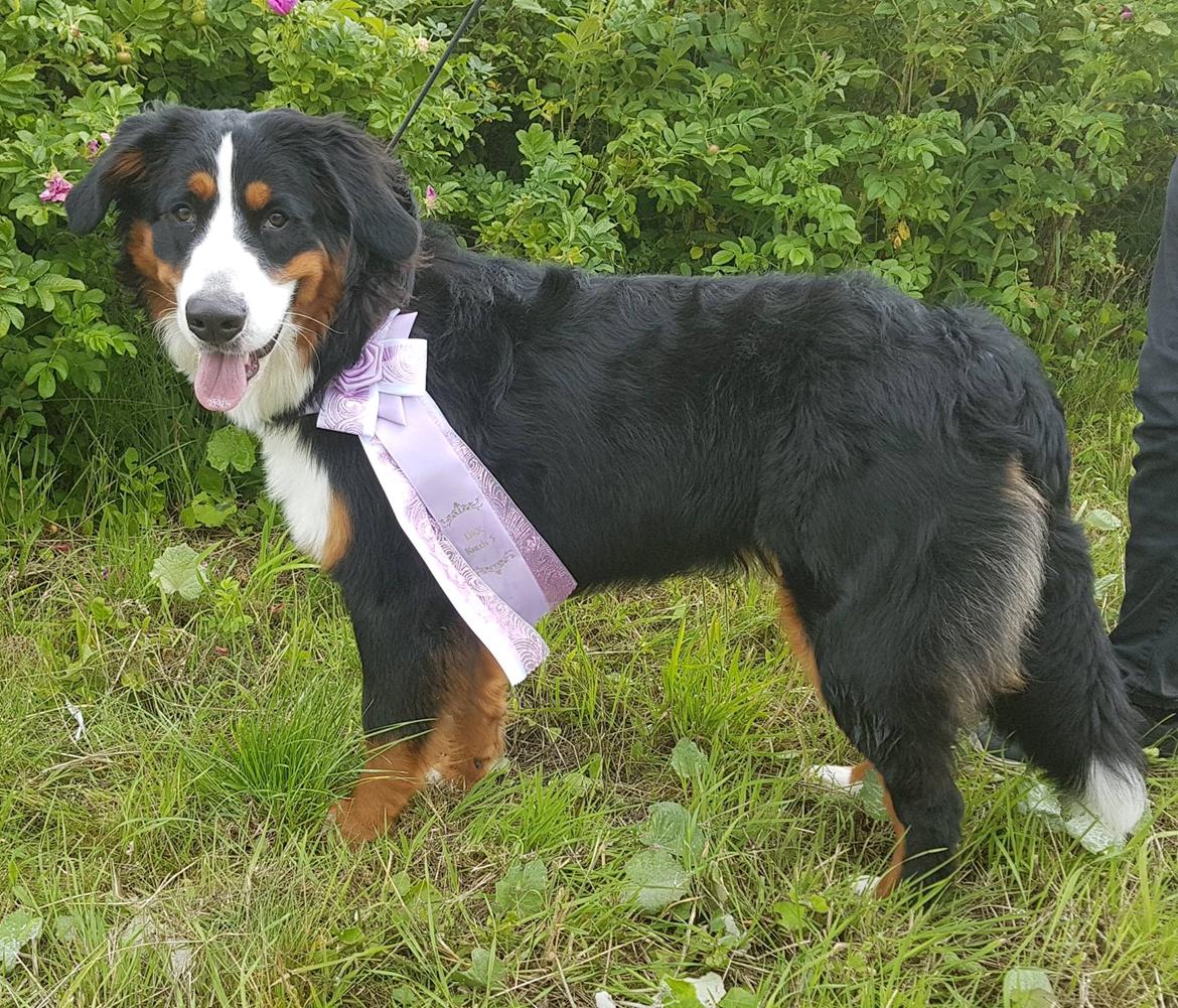 Berner sennenhund Scachris´s Sille "Lippa" billede 50