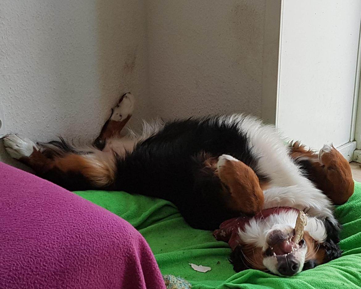 Berner sennenhund Scachris´s Sille "Lippa" billede 48