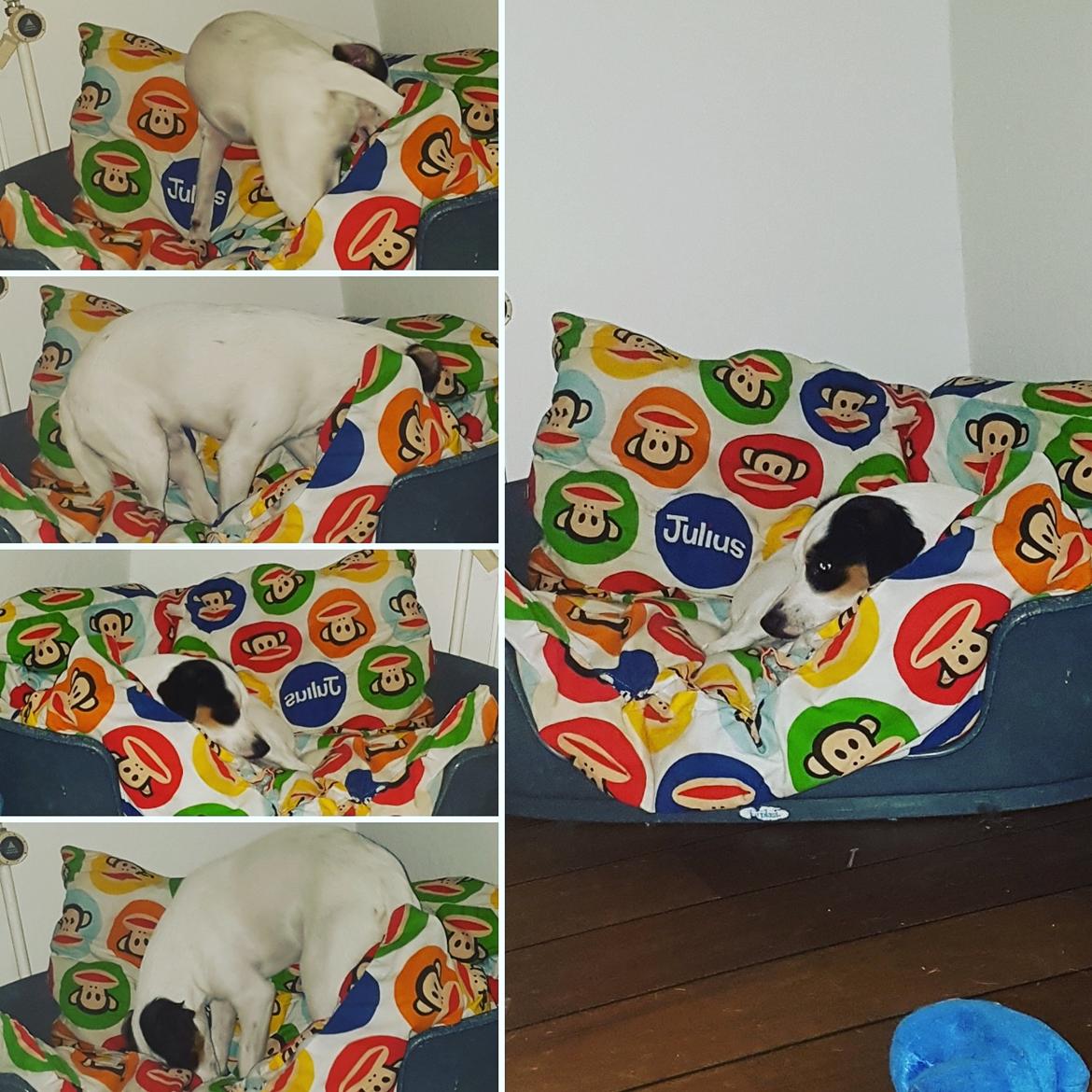 Dansk svensk gaardhund Uffe billede 5