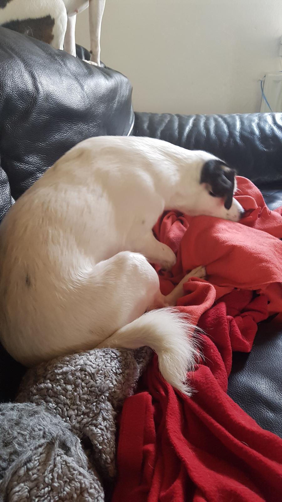 Dansk svensk gaardhund Uffe billede 2