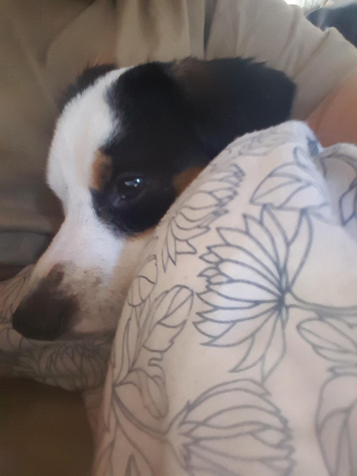 Dansk svensk gaardhund Uffe billede 4