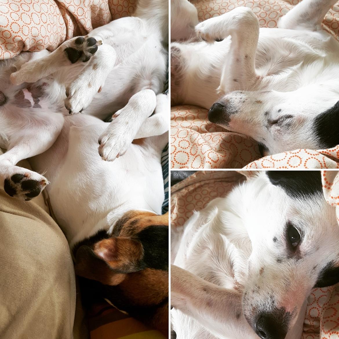 Dansk svensk gaardhund Uffe billede 7