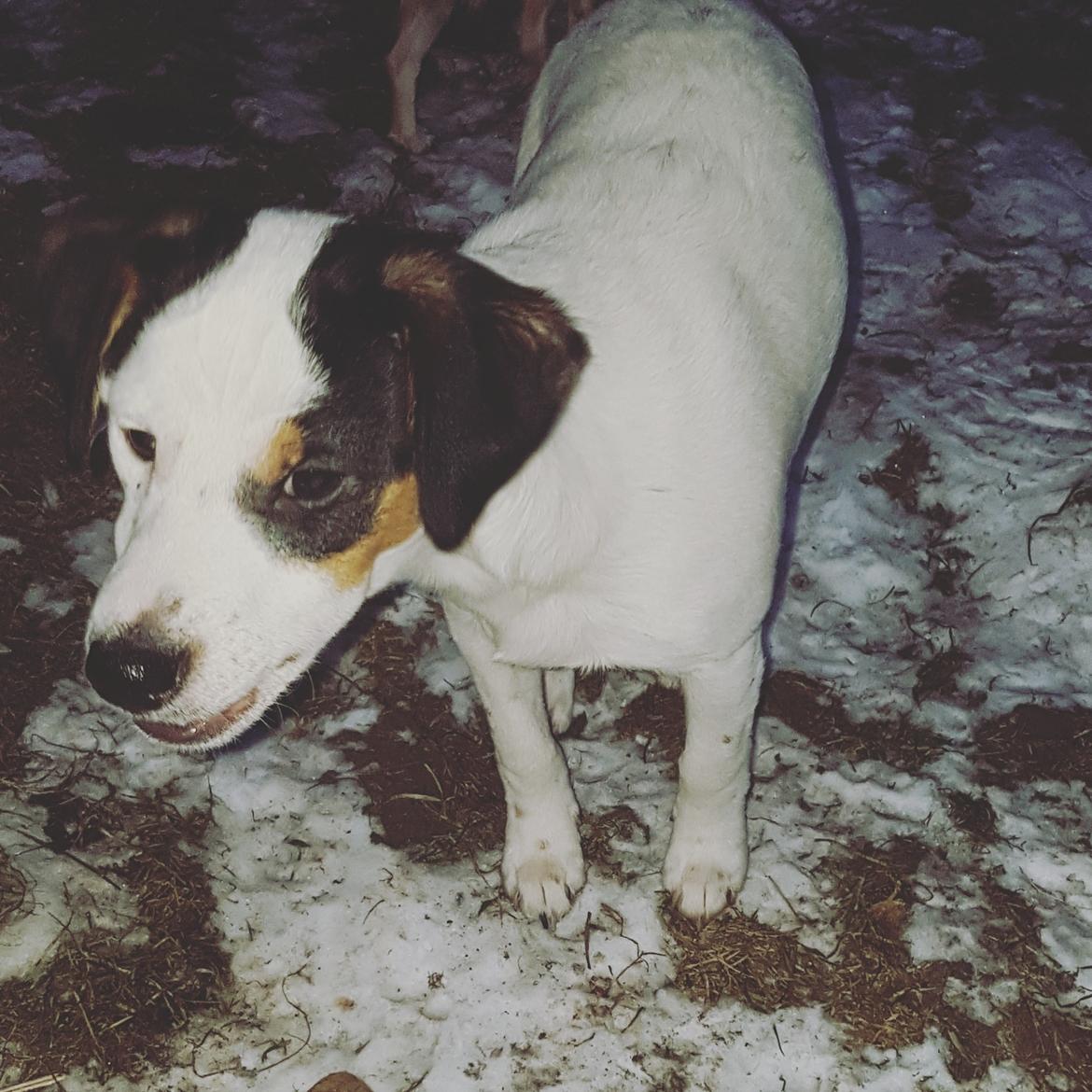 Dansk svensk gaardhund Uffe billede 10