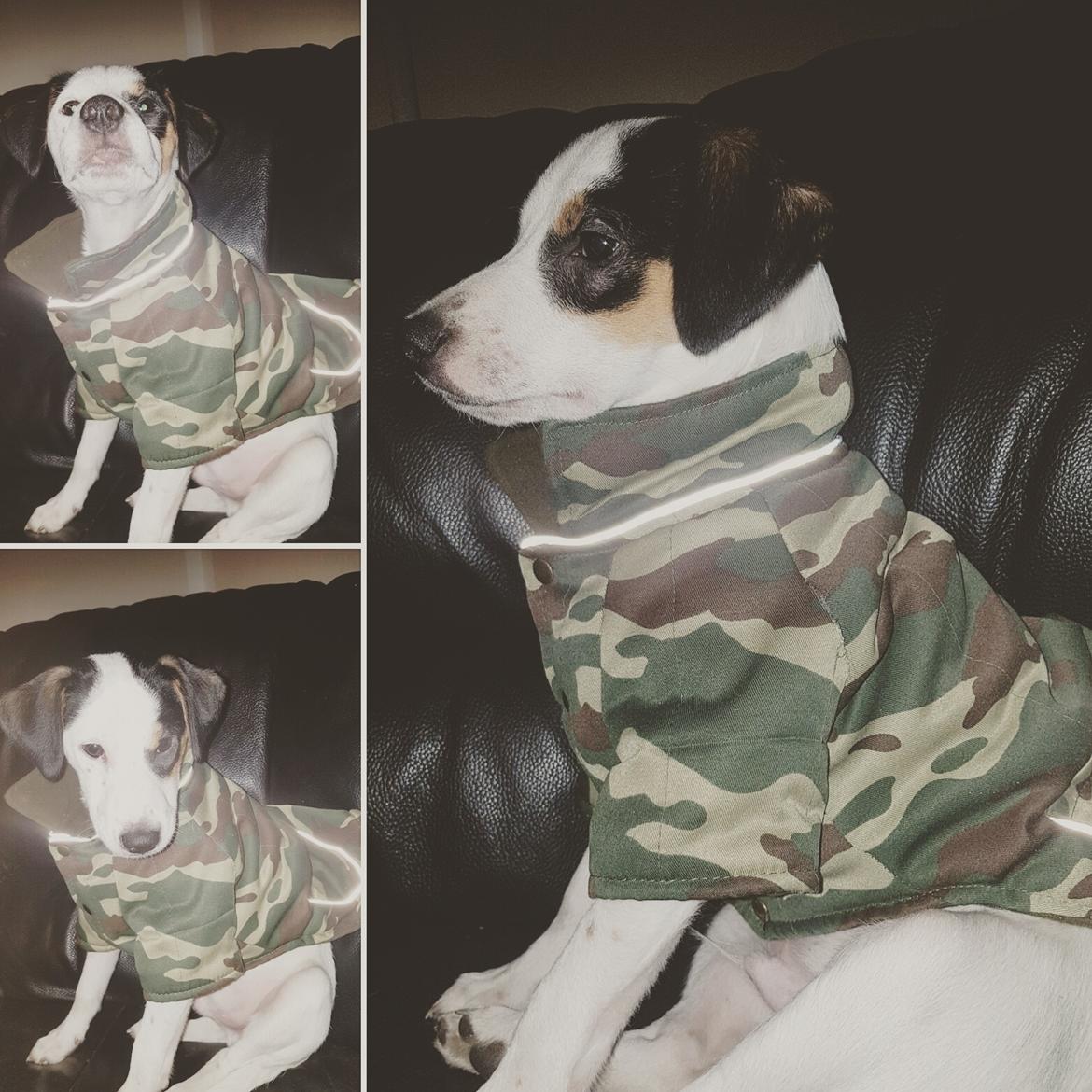 Dansk svensk gaardhund Uffe billede 13