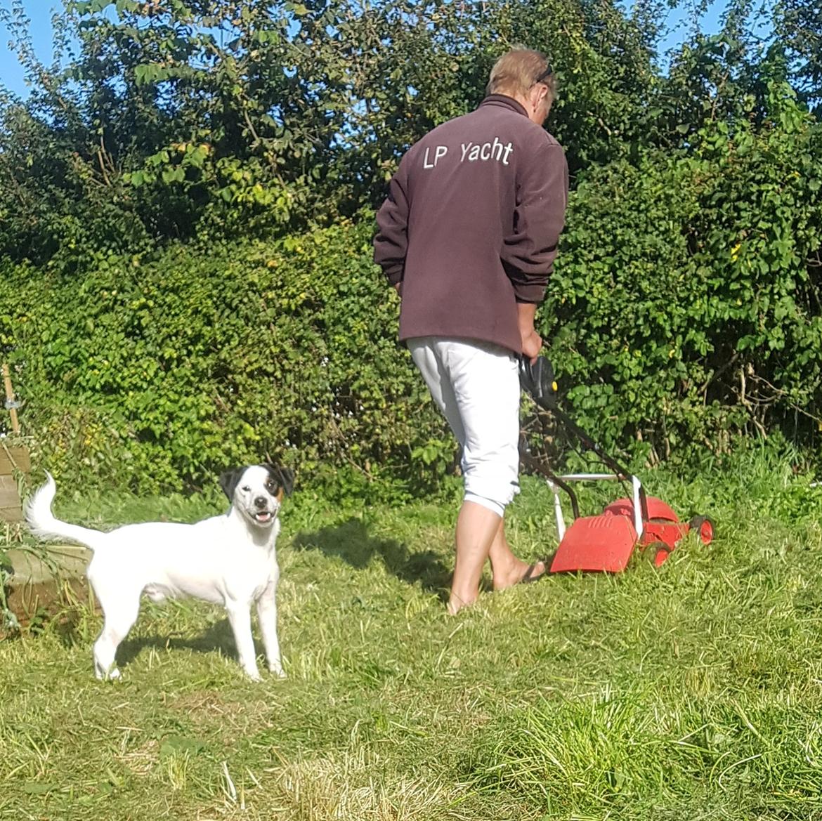 Dansk svensk gaardhund Uffe billede 15
