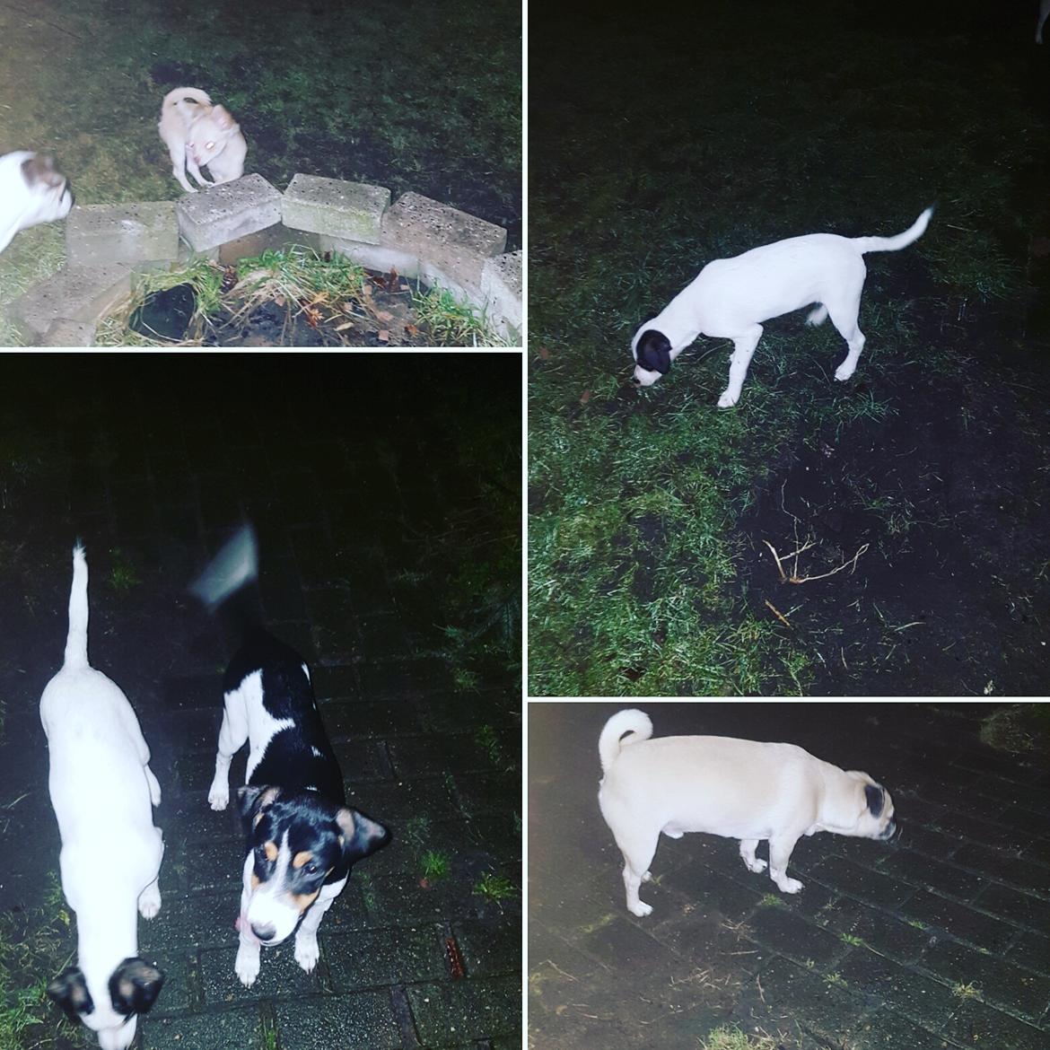 Dansk svensk gaardhund Uffe billede 18