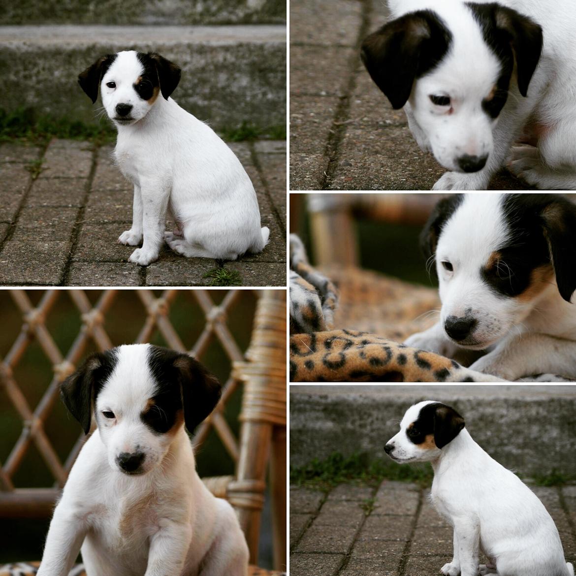 Dansk svensk gaardhund Uffe billede 23