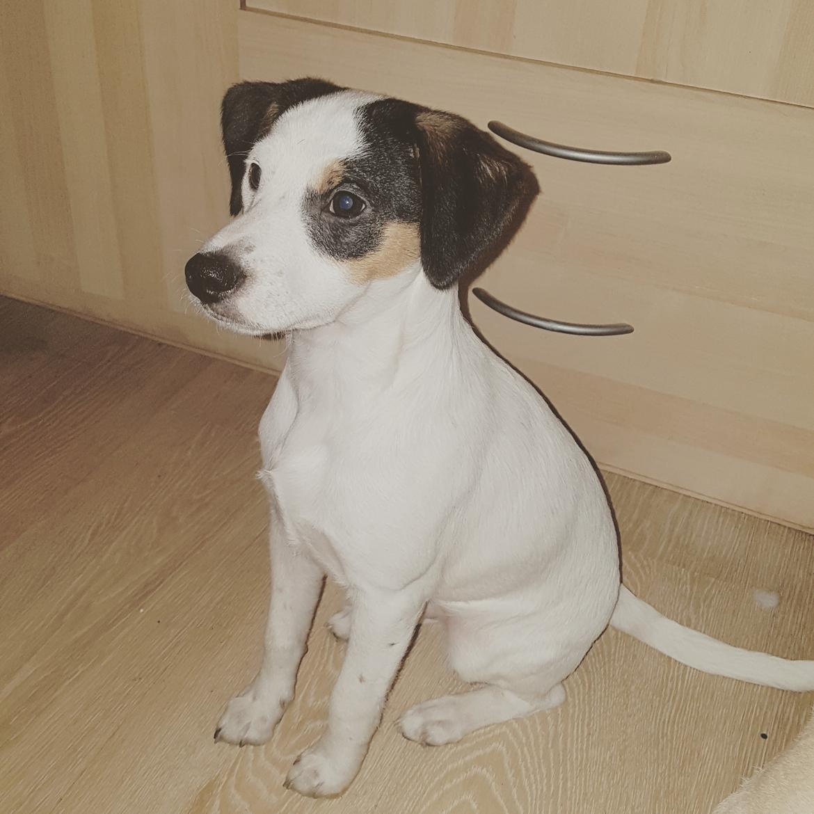 Dansk svensk gaardhund Uffe billede 25