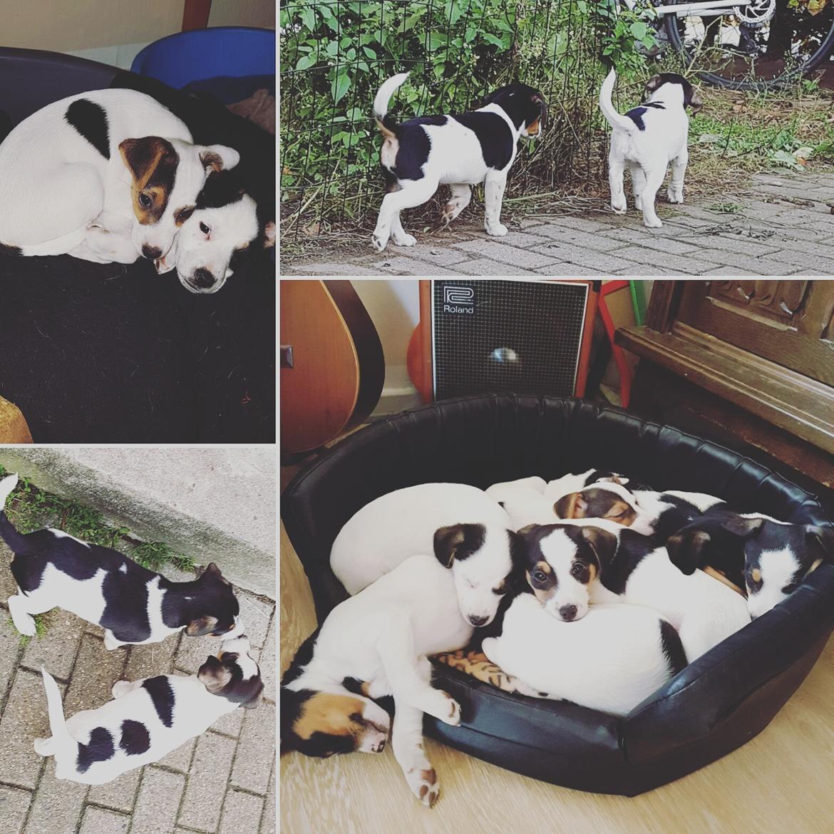 Dansk svensk gaardhund Uffe billede 26