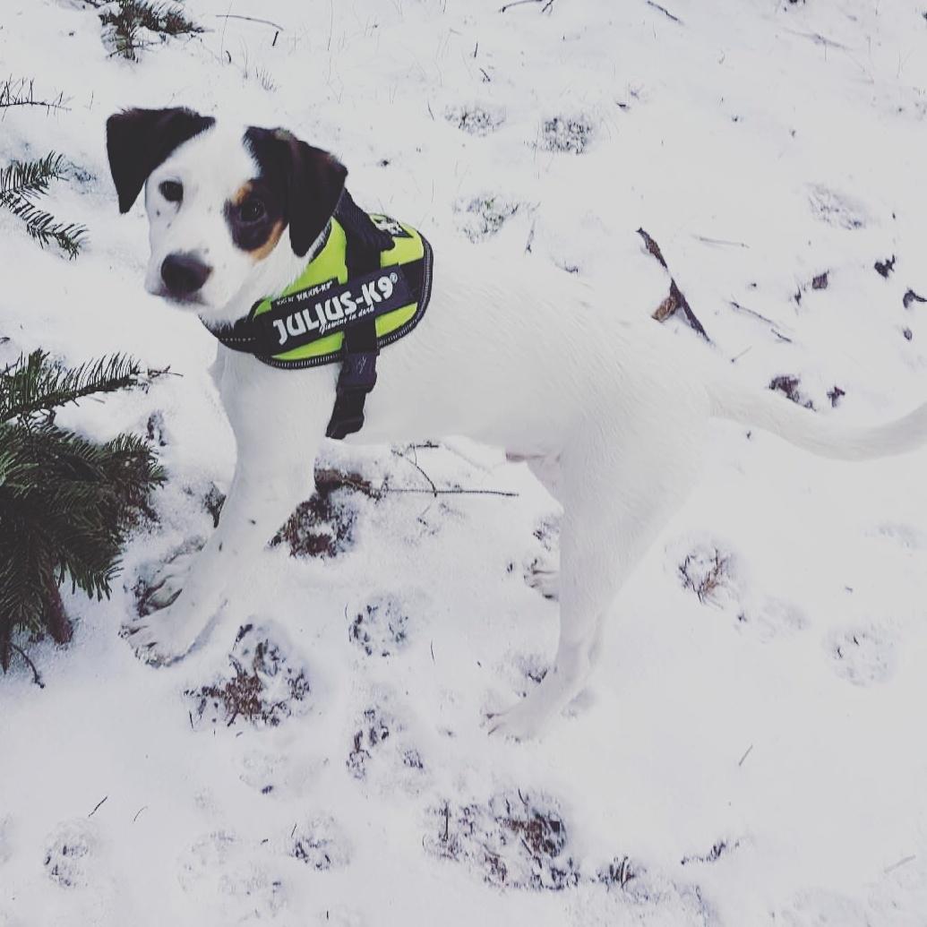Dansk svensk gaardhund Uffe billede 24