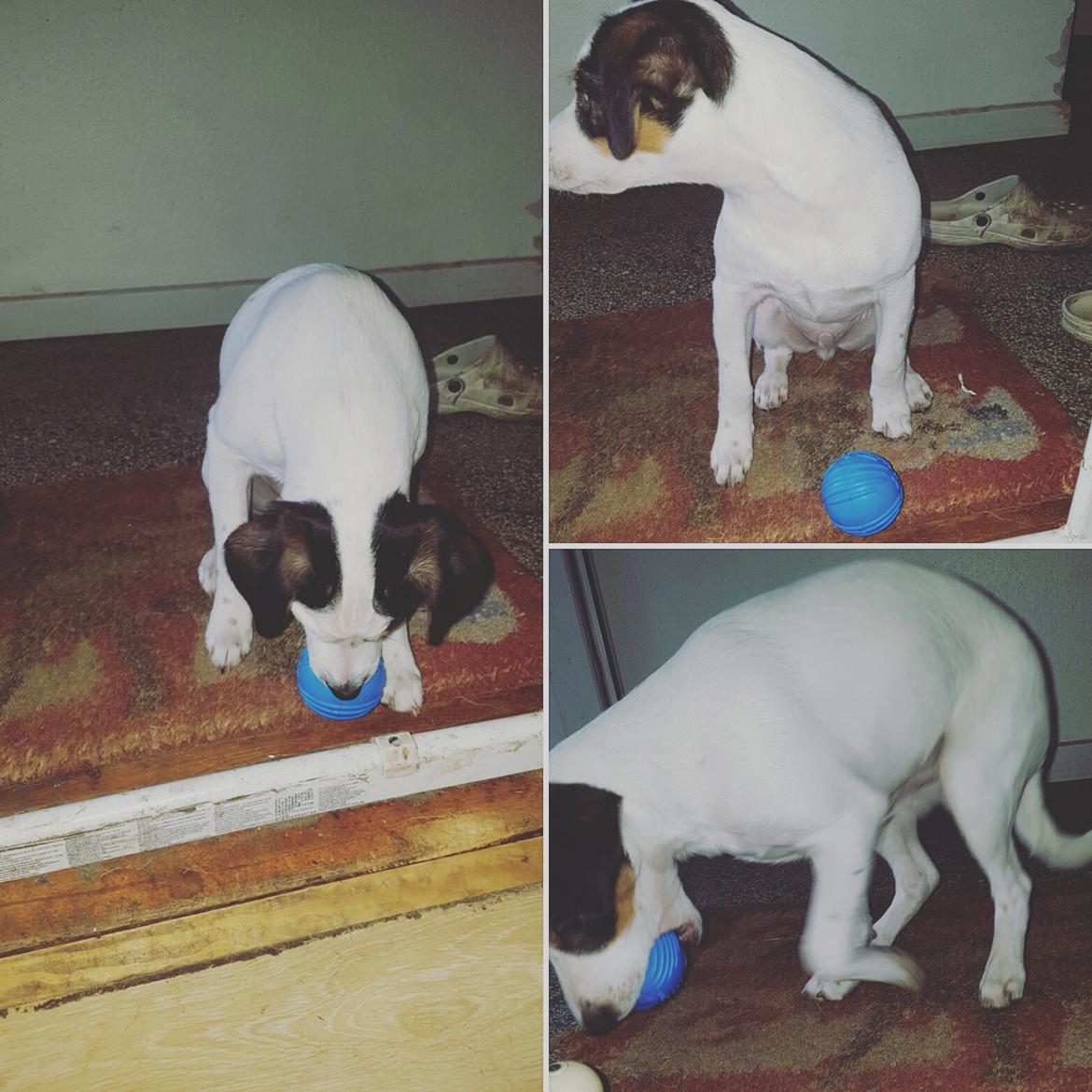 Dansk svensk gaardhund Uffe billede 22