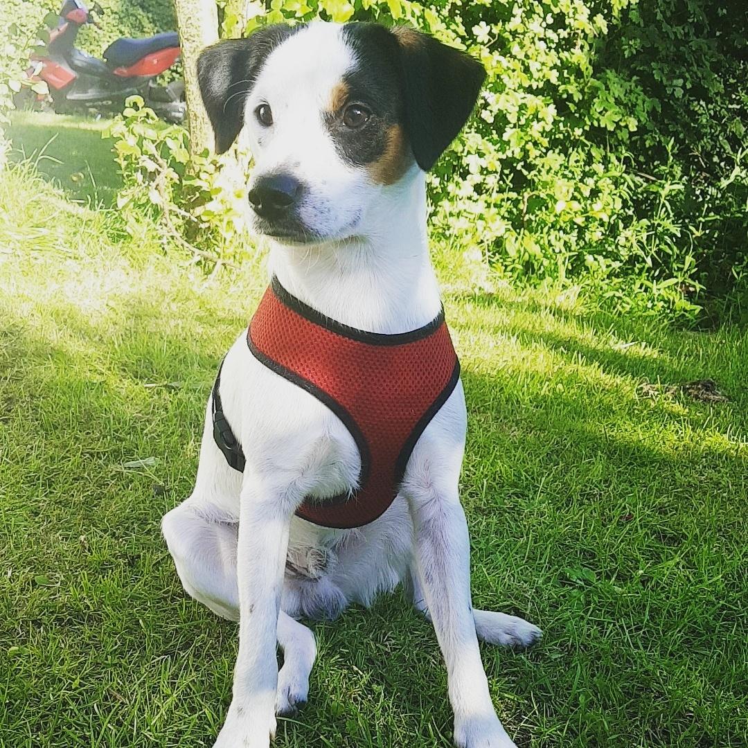 Dansk svensk gaardhund Uffe billede 31