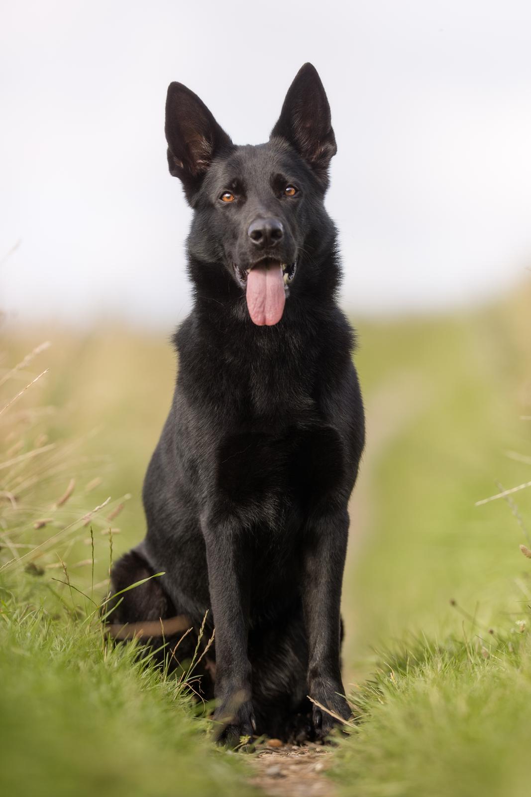 Schæferhund LP's Evita "Shiva" billede 3