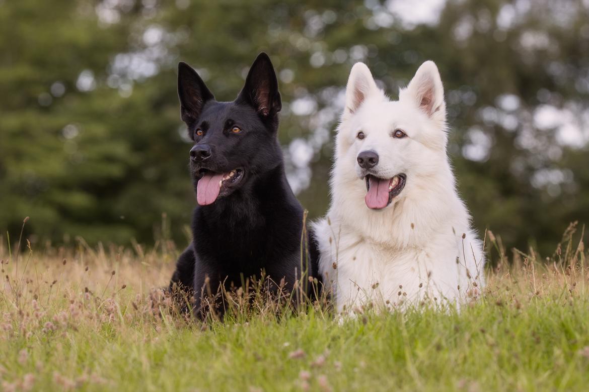 Schæferhund LP's Evita "Shiva" billede 4