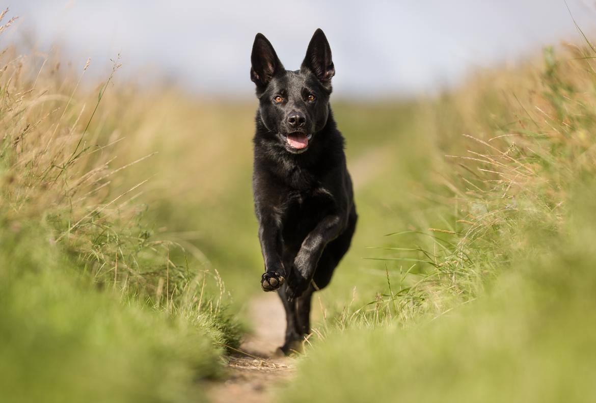 Schæferhund LP's Evita "Shiva" billede 2