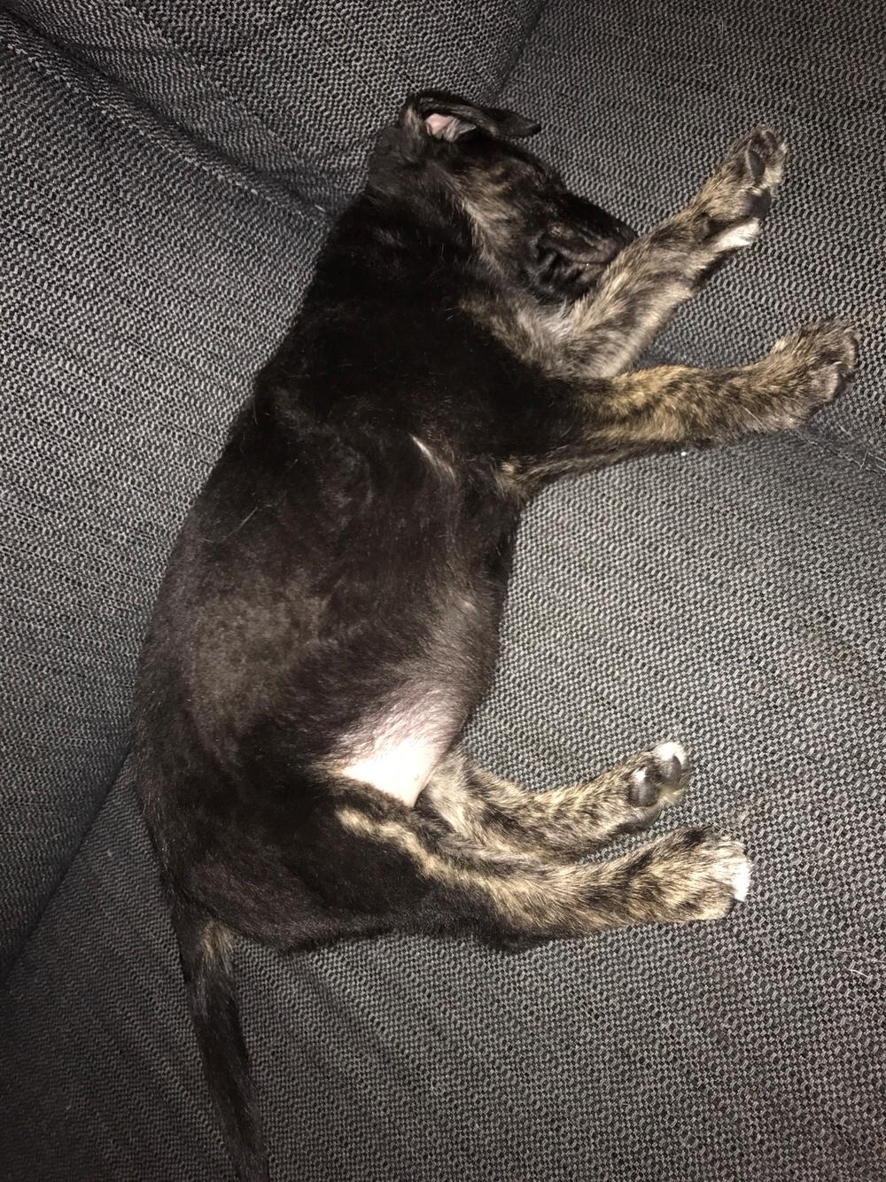 Blanding af racer Nellie billede 2