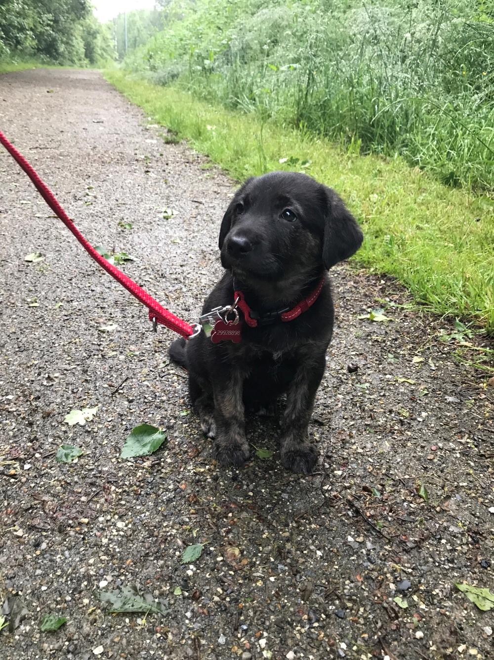 Blanding af racer Nellie billede 1