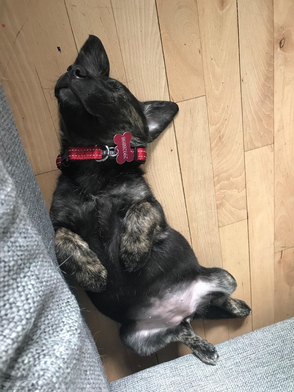 Blanding af racer Nellie billede 3