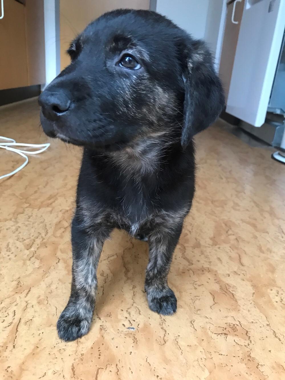 Blanding af racer Nellie billede 5