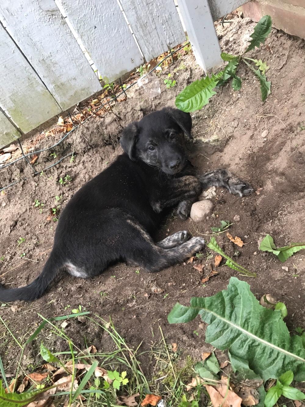 Blanding af racer Nellie billede 8