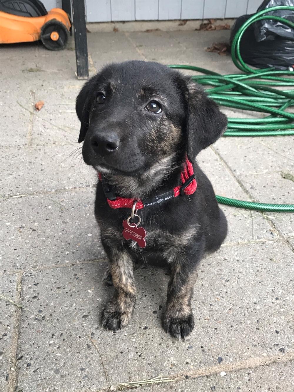 Blanding af racer Nellie billede 9