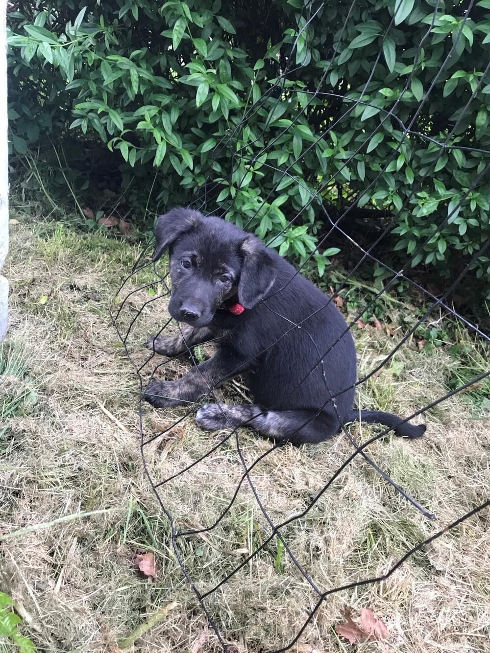 Blanding af racer Nellie billede 10