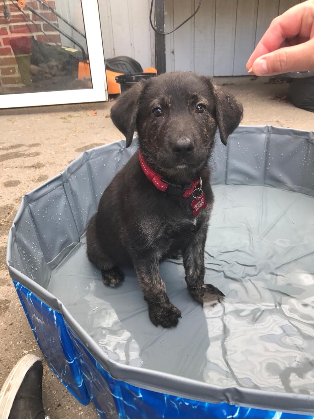 Blanding af racer Nellie billede 11