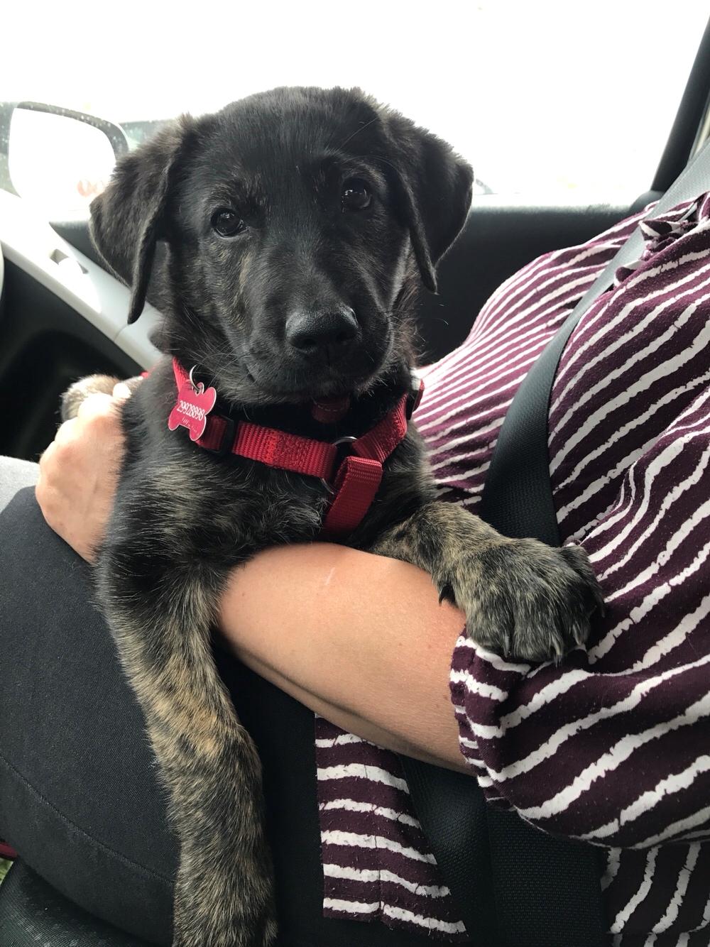 Blanding af racer Nellie billede 13