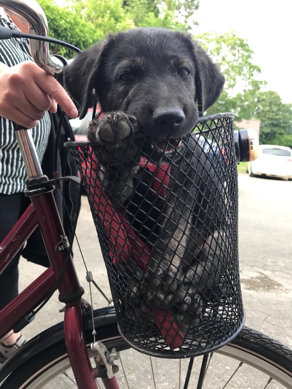 Blanding af racer Nellie billede 14